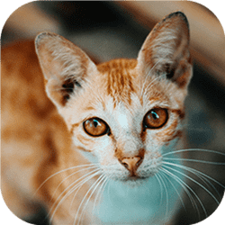 고양이-타스틱 퍼즐 챌린지 게임